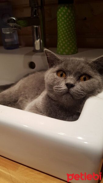 British Shorthair, Kedi  Buffy fotoğrafı