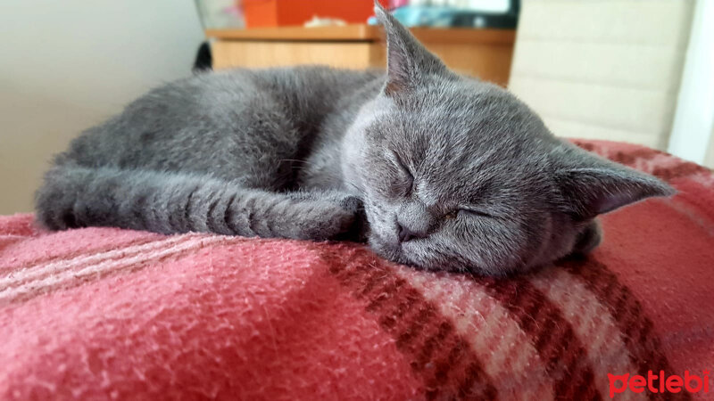 British Shorthair, Kedi  Buffy fotoğrafı