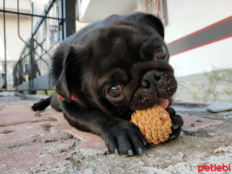 Pug, Köpek  reis fotoğrafı