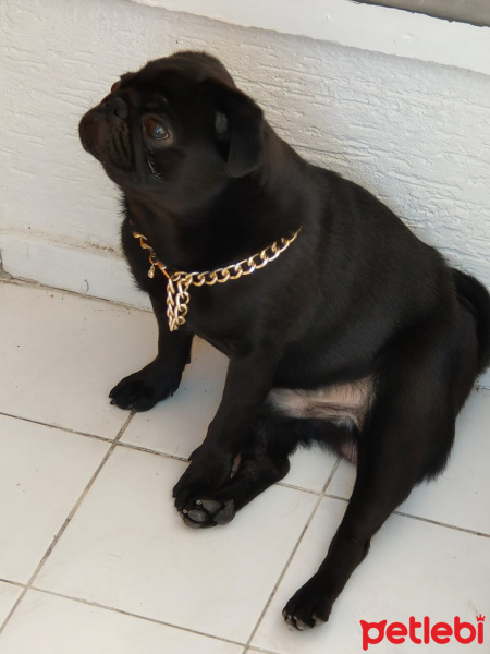 Pug, Köpek  reis fotoğrafı