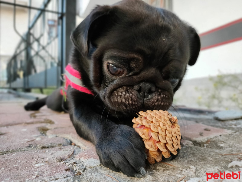 Pug, Köpek  reis fotoğrafı