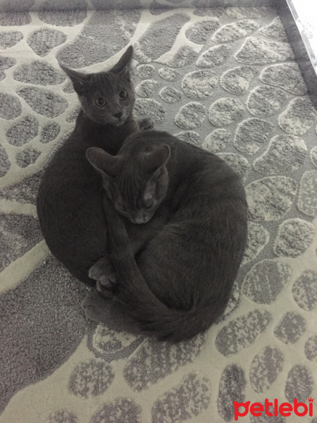 Mavi Rus, Kedi  Silver fotoğrafı