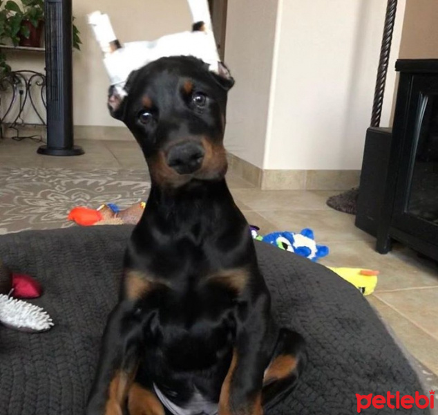 Doberman Pinscher, Köpek  Gölge fotoğrafı