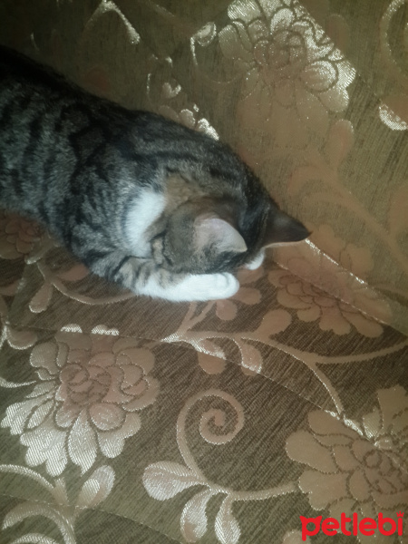Tekir Kedi, Kedi  Lord paşa fotoğrafı