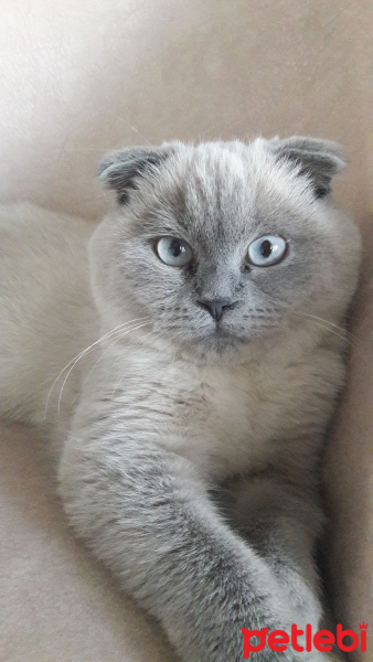 Scottish Fold, Kedi  Alya fotoğrafı
