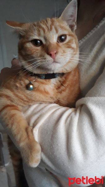 Sarman, Kedi  Sarman fotoğrafı