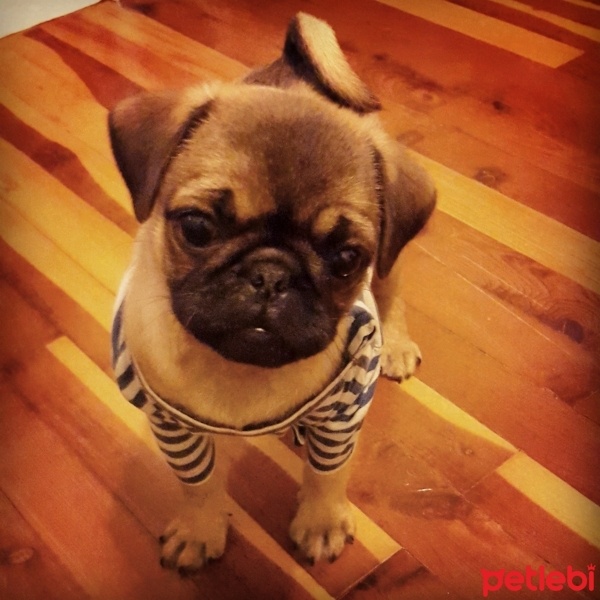 Pug, Köpek  charlot fotoğrafı