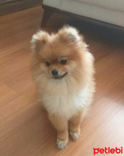 Pomeranyalı, Köpek  Mia fotoğrafı