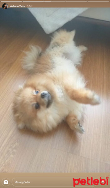 Pomeranyalı, Köpek  Mia fotoğrafı