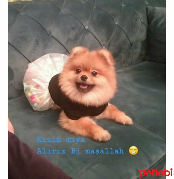 Pomeranyalı, Köpek  Mia fotoğrafı