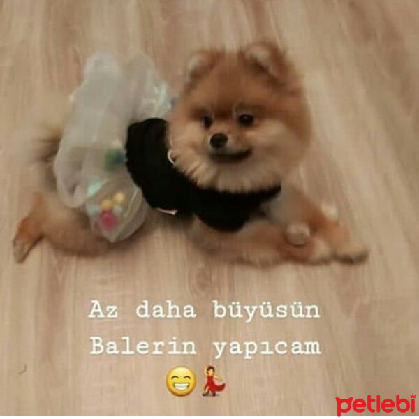 Pomeranyalı, Köpek  Mia fotoğrafı