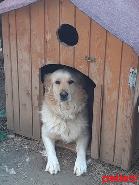 Golden Retriever, Köpek  Lisa fotoğrafı