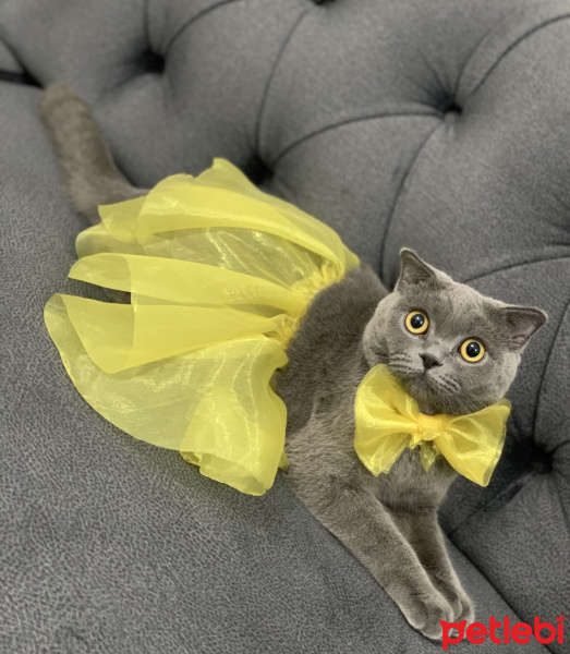 British Shorthair, Kedi  Asel fotoğrafı