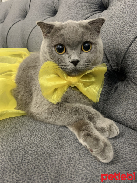 British Shorthair, Kedi  Asel fotoğrafı