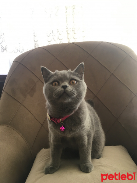 British Shorthair, Kedi  Duman fotoğrafı