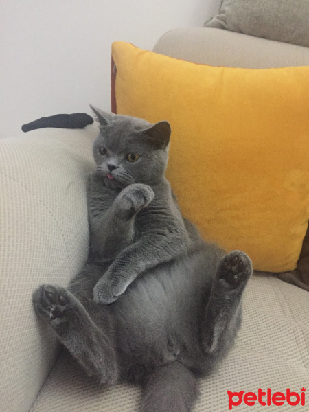 British Shorthair, Kedi  Duman fotoğrafı