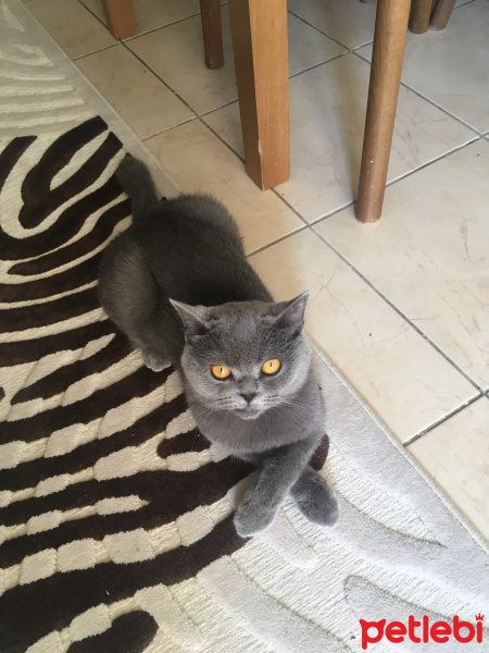 British Shorthair, Kedi  Duman fotoğrafı