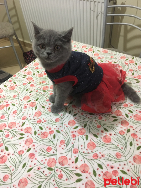 British Shorthair, Kedi  Duman fotoğrafı