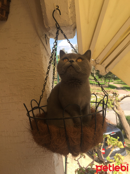 British Shorthair, Kedi  Duman fotoğrafı