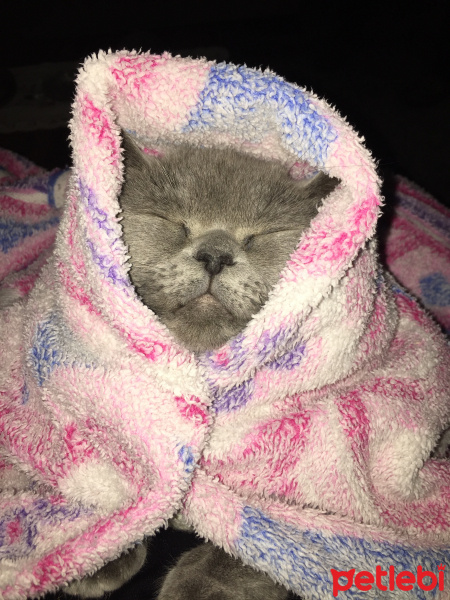 British Shorthair, Kedi  Duman fotoğrafı