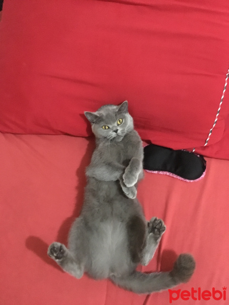 British Shorthair, Kedi  Duman fotoğrafı