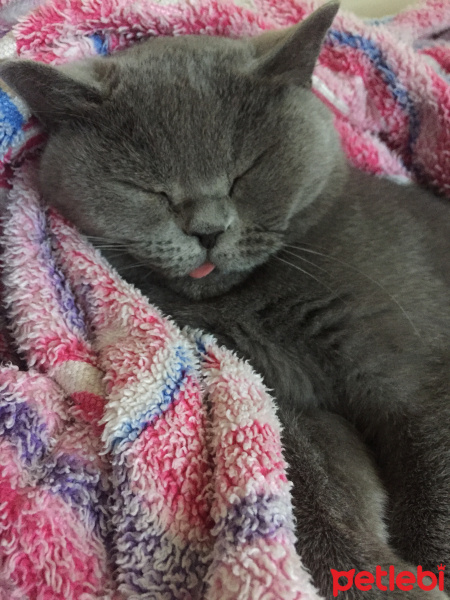 British Shorthair, Kedi  Duman fotoğrafı