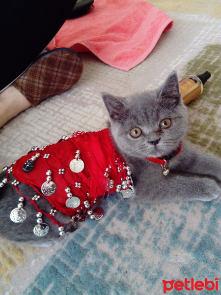 British Shorthair, Kedi  Duman fotoğrafı