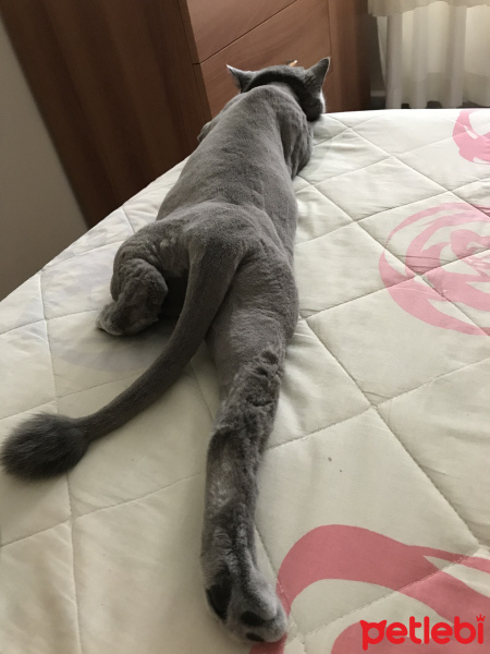 British Shorthair, Kedi  Duman fotoğrafı