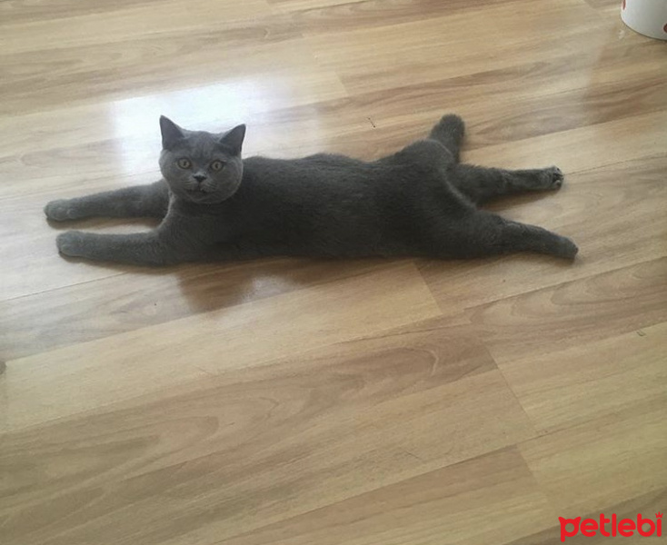 British Shorthair, Kedi  Duman fotoğrafı