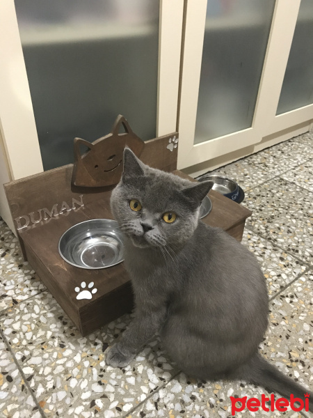 British Shorthair, Kedi  Duman fotoğrafı