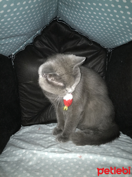 British Shorthair, Kedi  Duman fotoğrafı