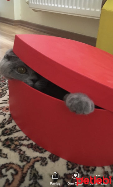 British Shorthair, Kedi  Duman fotoğrafı