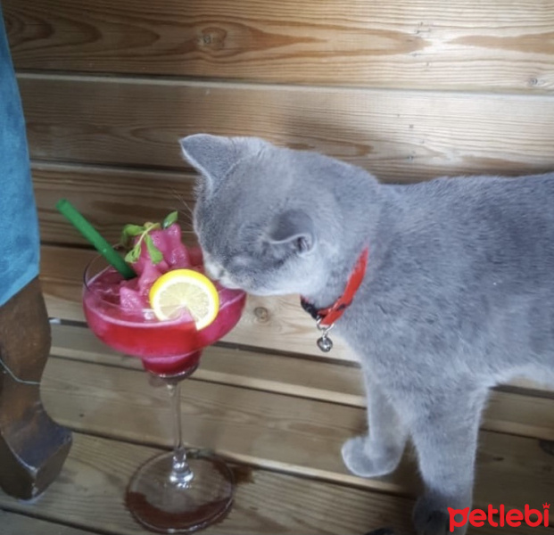British Shorthair, Kedi  Duman fotoğrafı