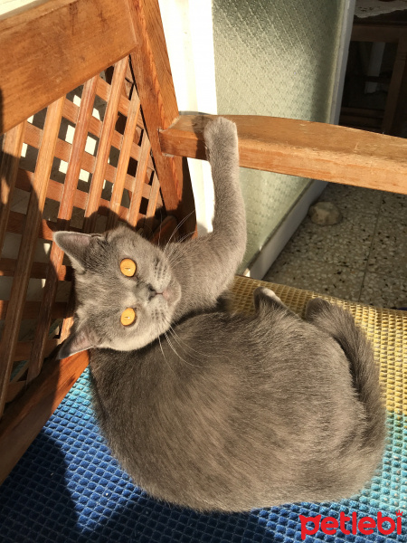 British Shorthair, Kedi  Duman fotoğrafı