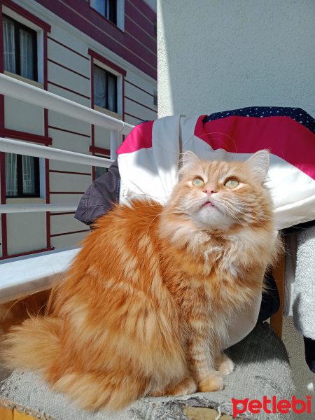 Sibirya Kedisi, Kedi  BAL fotoğrafı