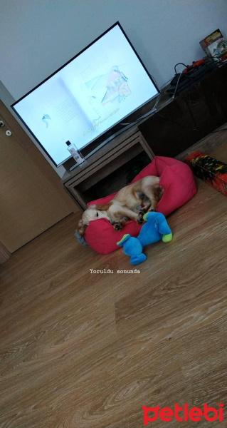 İngiliz Cocker Spaniel, Köpek  Daisy fotoğrafı
