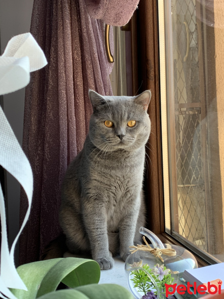 British Shorthair, Kedi  Dayı fotoğrafı