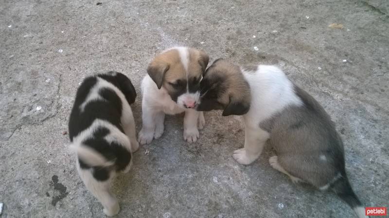 Sokö (Sokak Köpeği), Köpek  efe, mini, şeker fotoğrafı