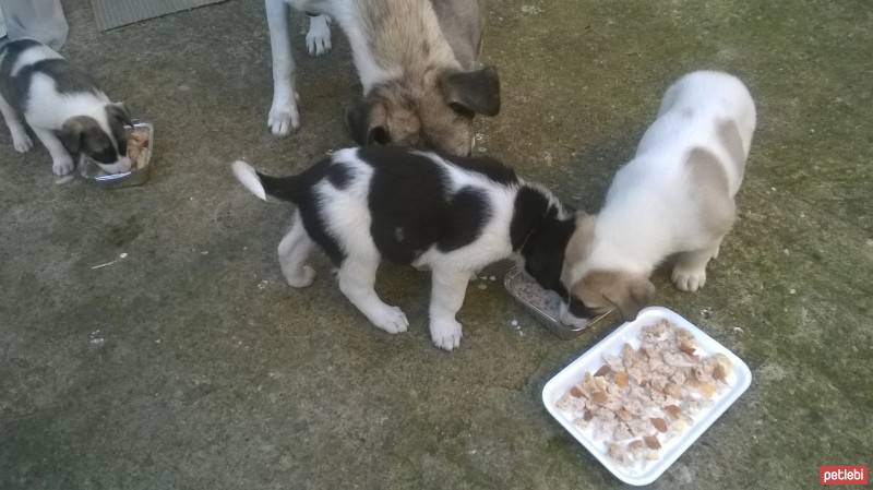 Sokö (Sokak Köpeği), Köpek  efe, mini, şeker fotoğrafı