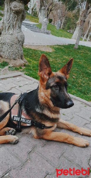 Alman Çoban Köpeği, Köpek  Ateş fotoğrafı