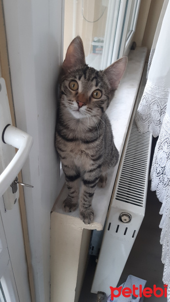 Tekir Kedi, Kedi  Behçet fotoğrafı