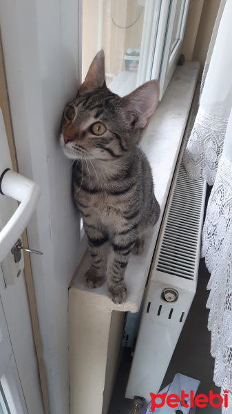 Tekir Kedi, Kedi  Behçet fotoğrafı