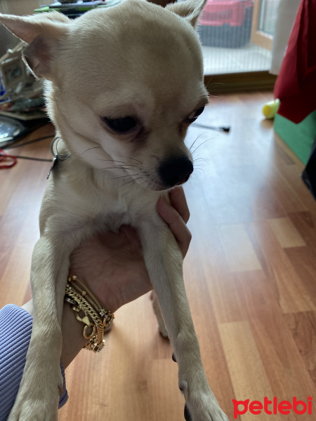 Chihuahua, Köpek  Ateş fotoğrafı