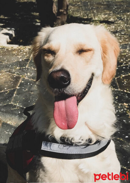 Golden Retriever, Köpek  Periko fotoğrafı