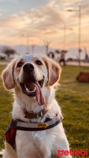 Golden Retriever, Köpek  Periko fotoğrafı