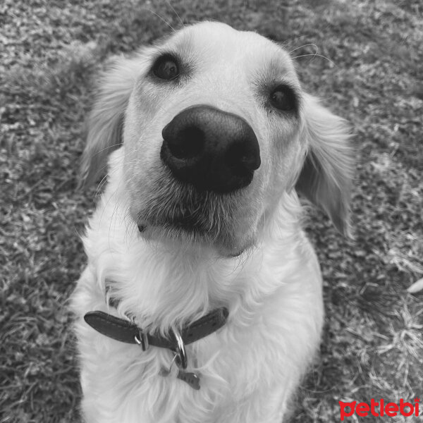 Golden Retriever, Köpek  Periko fotoğrafı