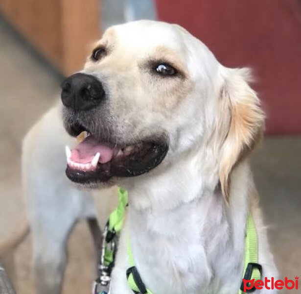 Golden Retriever, Köpek  Periko fotoğrafı