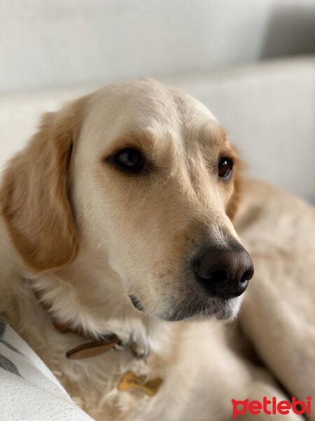 Golden Retriever, Köpek  Periko fotoğrafı