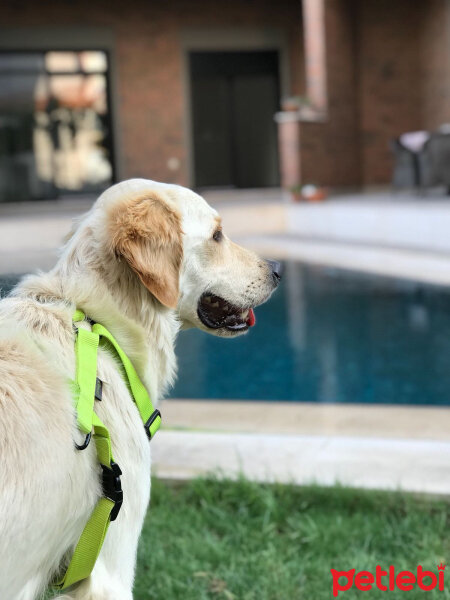 Golden Retriever, Köpek  Periko fotoğrafı