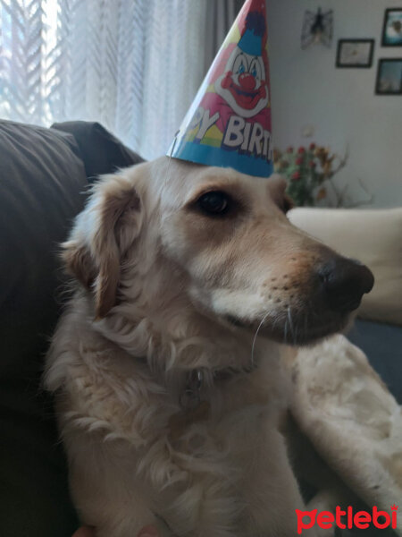 Golden Retriever, Köpek  Periko fotoğrafı